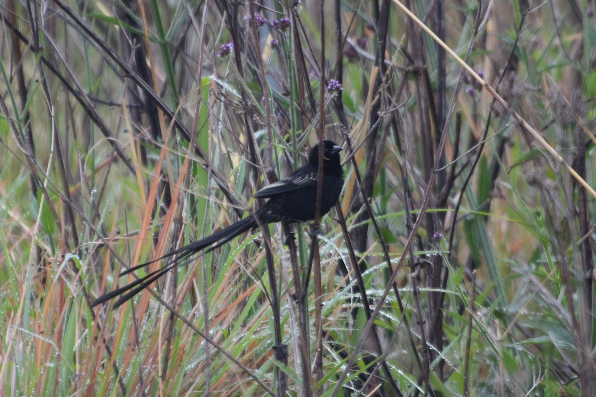 Red-collared Widowbird - ML646297214