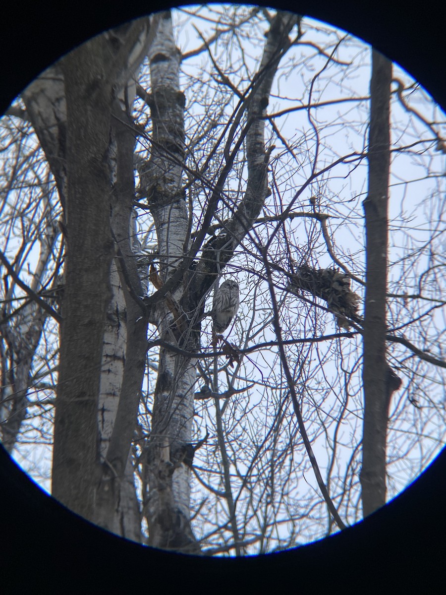 Полосатая неясыть - ML646297215