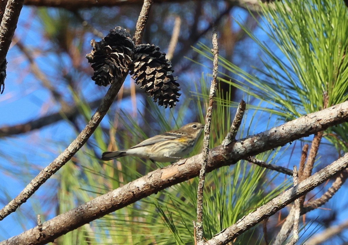 Миртовый певун - ML646297216