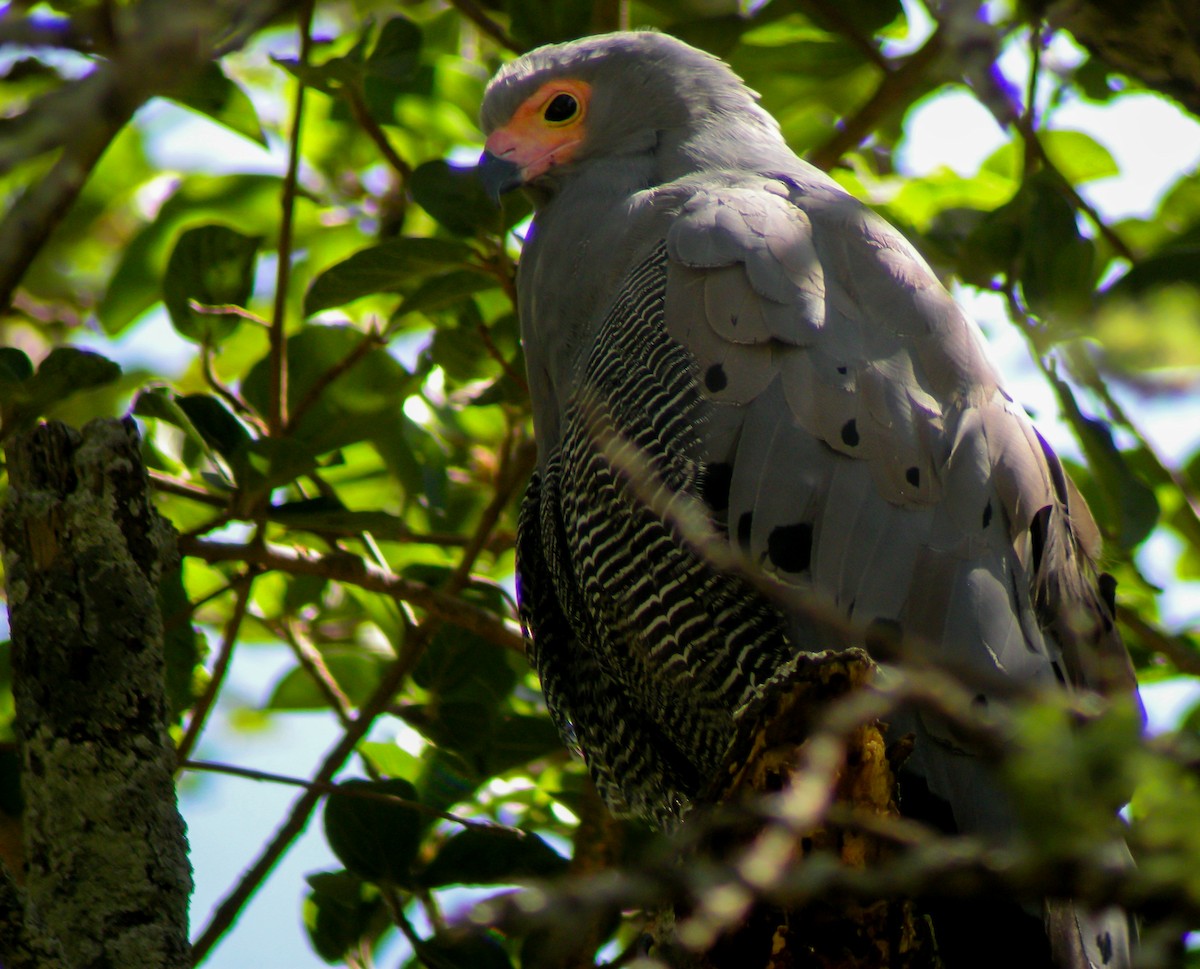 Африканский лунёвый ястреб - ML646297217