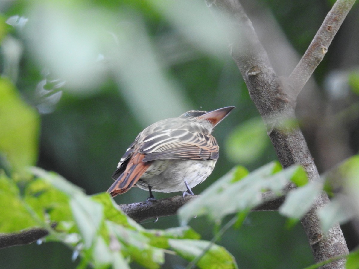 Streaked Flycatcher - ML646297218
