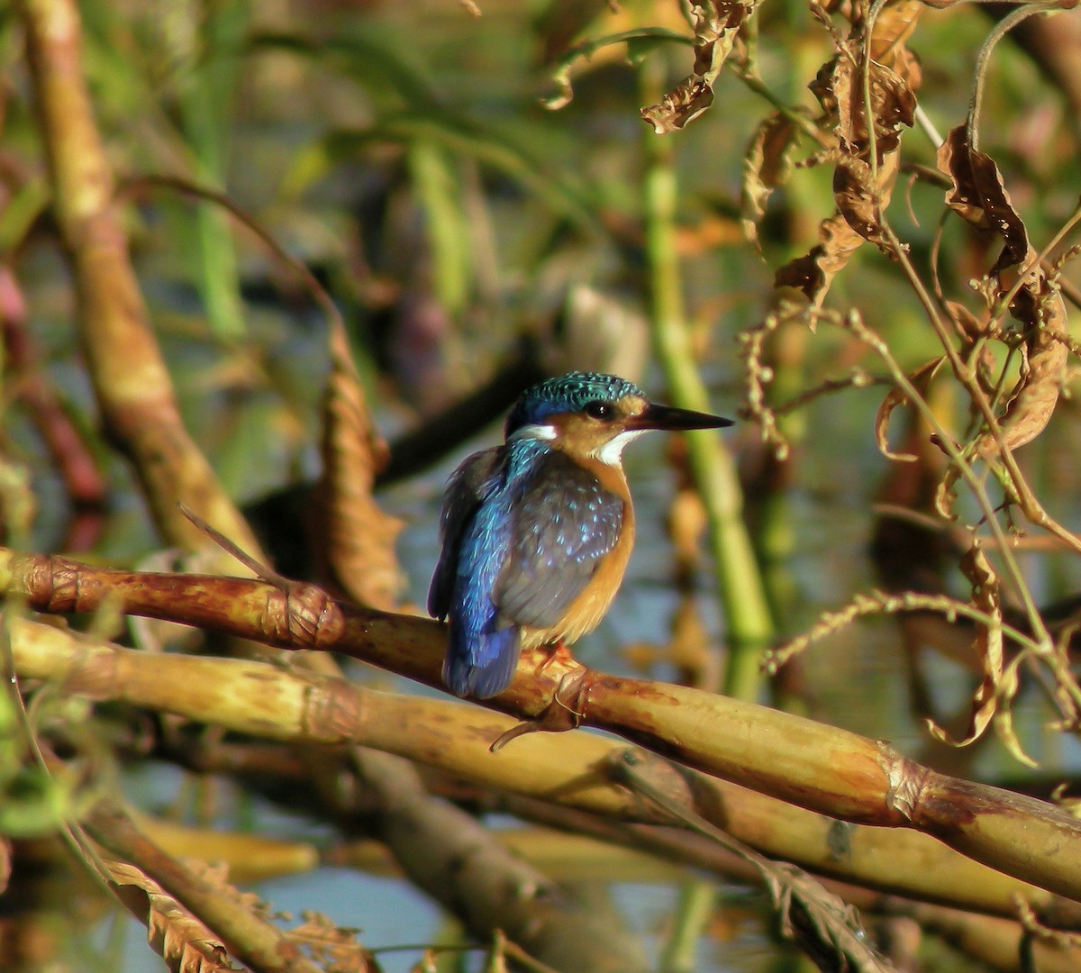 Малахитовый зимородок - ML646297220