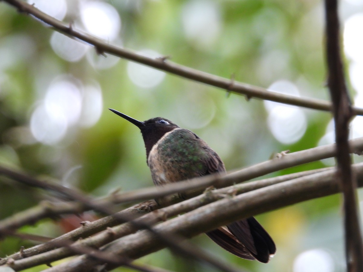 Amethyst-throated Sunangel - ML646297221