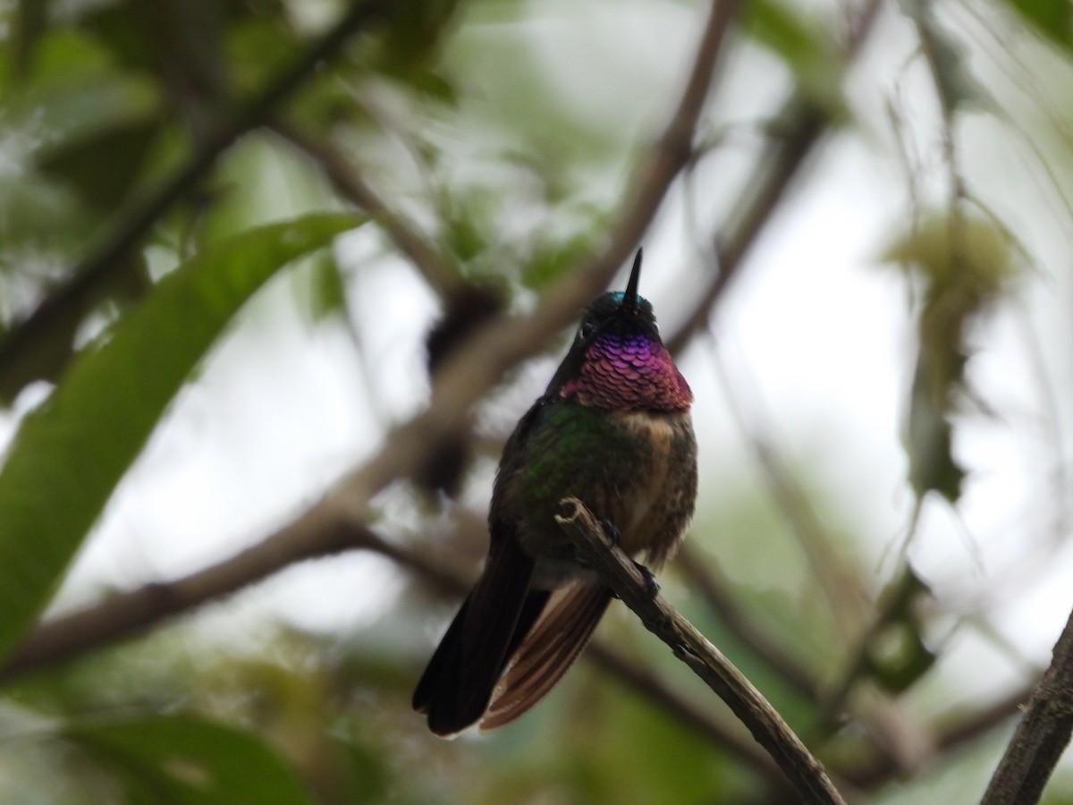 Amethyst-throated Sunangel - ML646297222