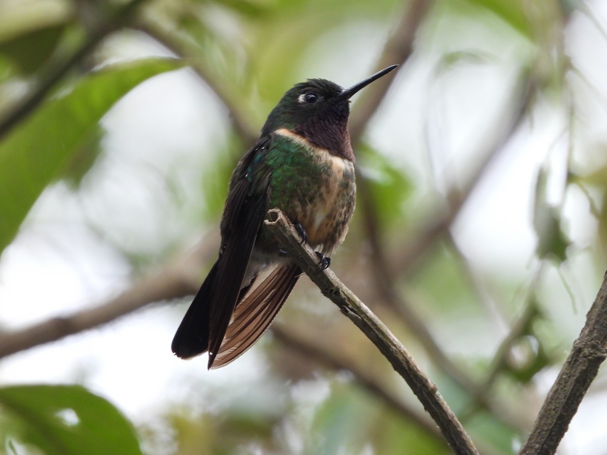 Amethyst-throated Sunangel - ML646297224