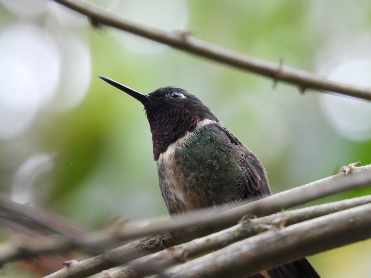 Amethyst-throated Sunangel - ML646297226