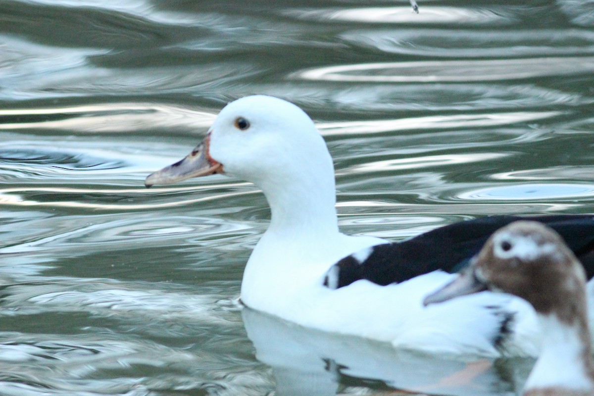 Мускусная утка (Одомашенного типа) - ML646297227