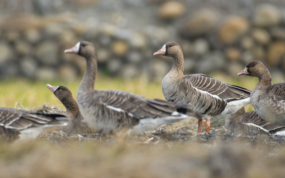 Белолобый гусь - ML646297230