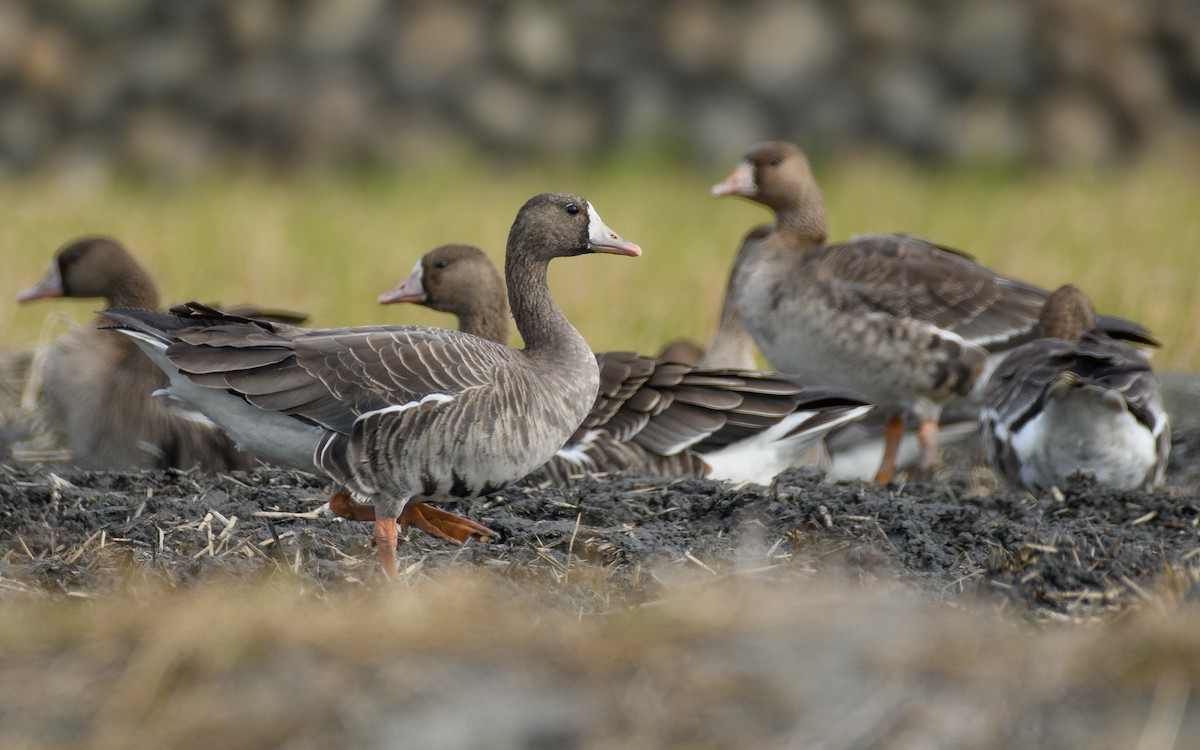 Белолобый гусь - ML646297231