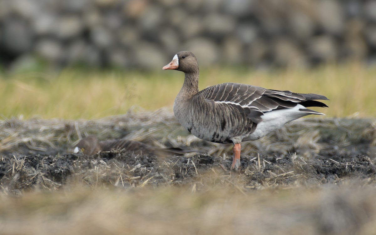 Белолобый гусь - ML646297232