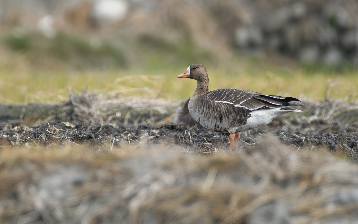 Белолобый гусь - ML646297233
