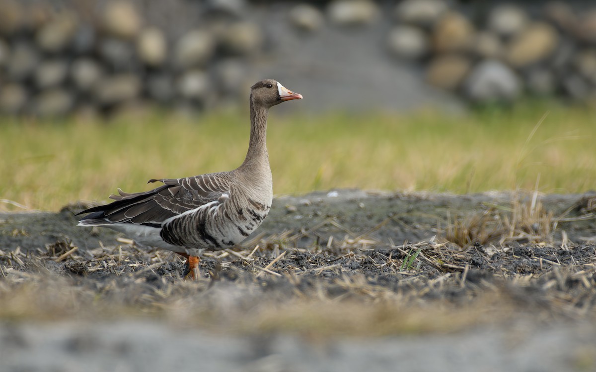 Белолобый гусь - ML646297234