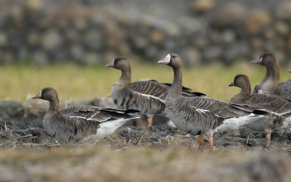 Белолобый гусь - ML646297235