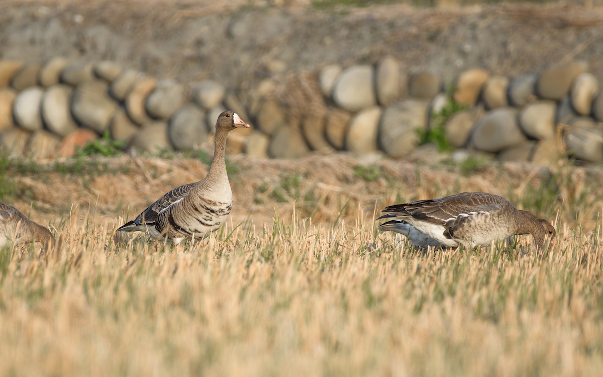 Белолобый гусь - ML646297236