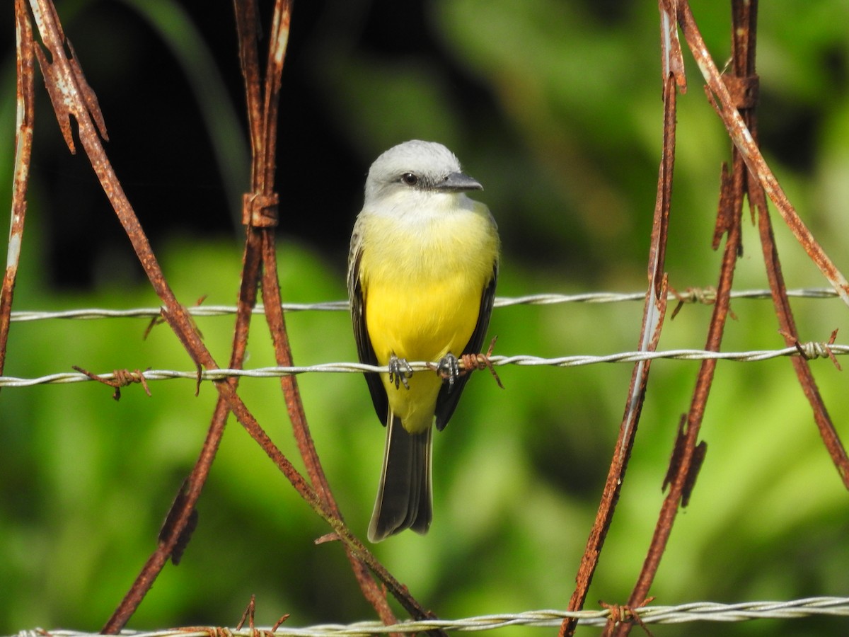 Tropical Kingbird - ML646297237