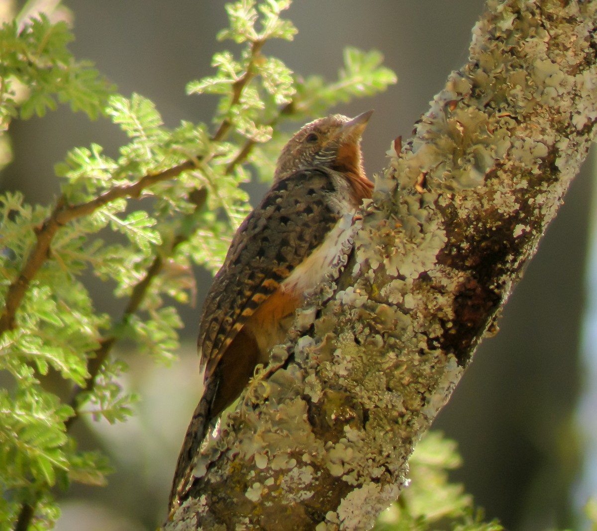 Красногорлая вертишейка - ML646297238