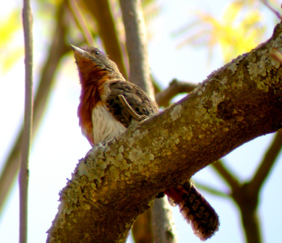 Красногорлая вертишейка - ML646297239