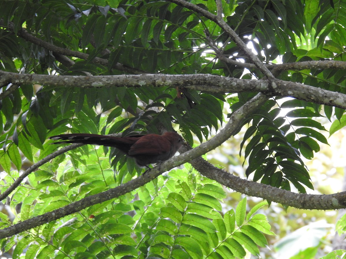 Common Squirrel-Cuckoo - ML646297241