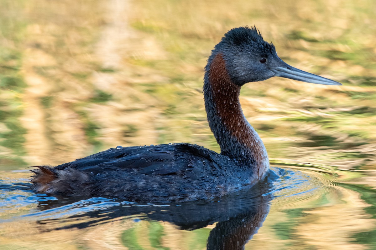 Great Grebe - ML646297242