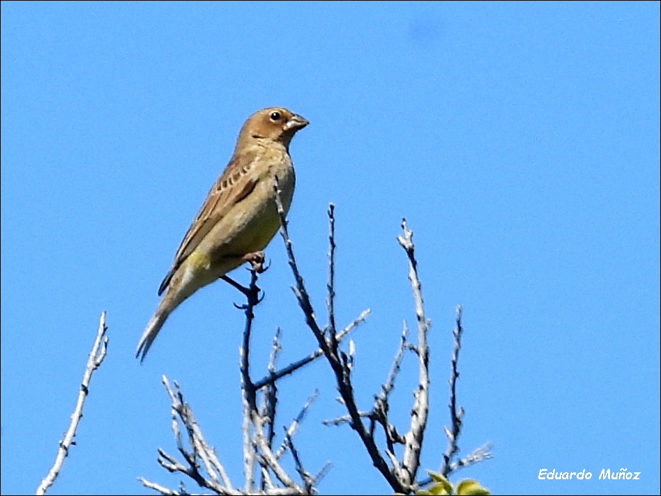 Короткоклювый зерноед - ML646297243