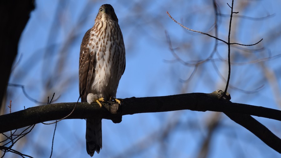 Куперов ястреб - ML646297244