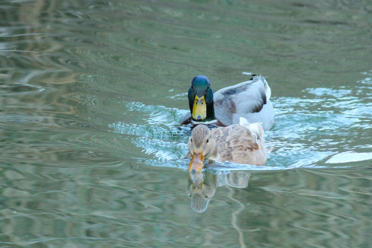 Anatra germanata - ML646297246