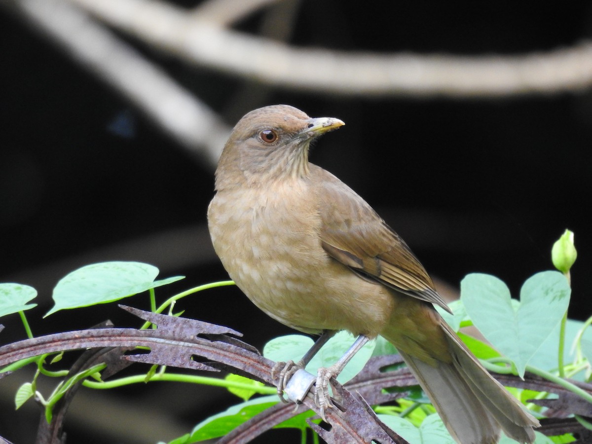 Clay-colored Thrush - ML646297247