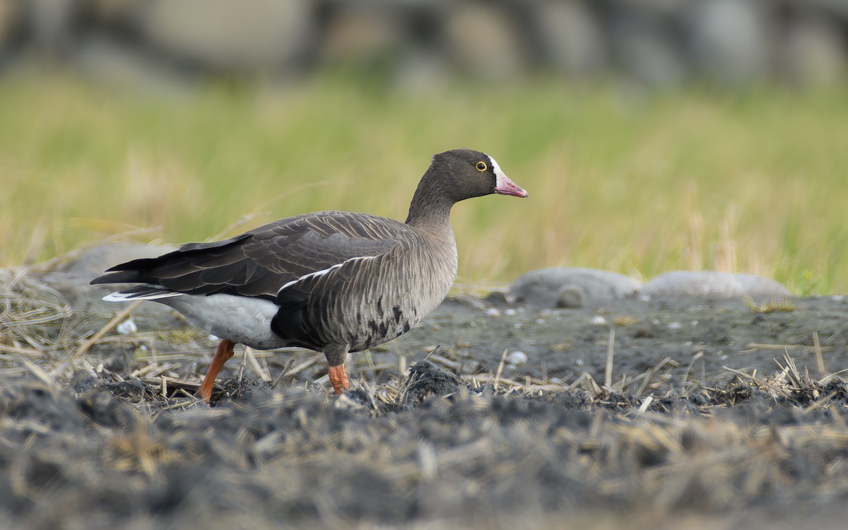 Küçük Sakarca - ML646297254