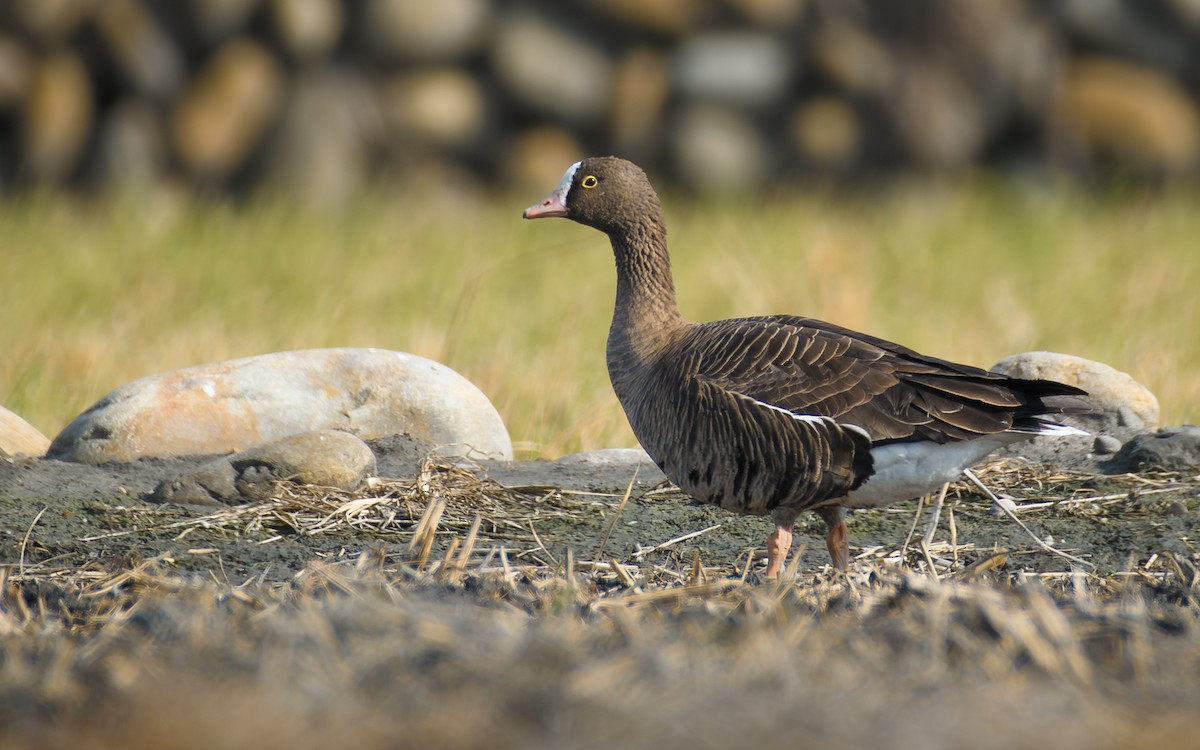 Küçük Sakarca - ML646297255