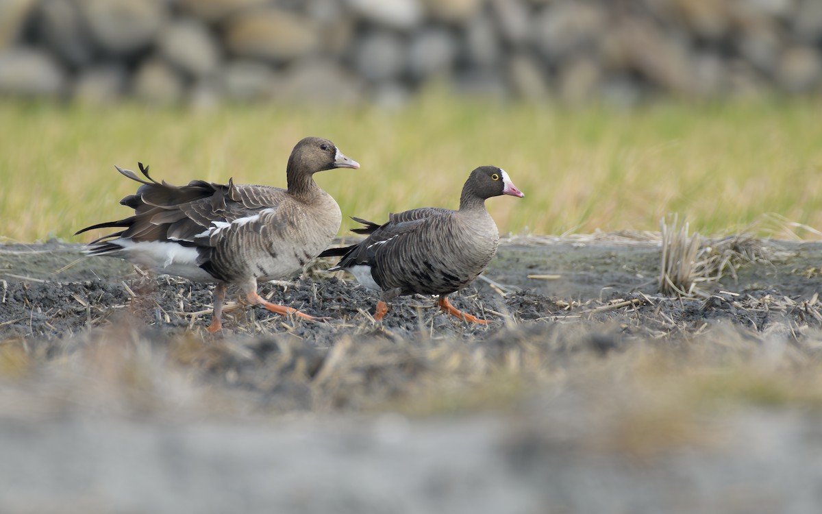 Küçük Sakarca - ML646297257