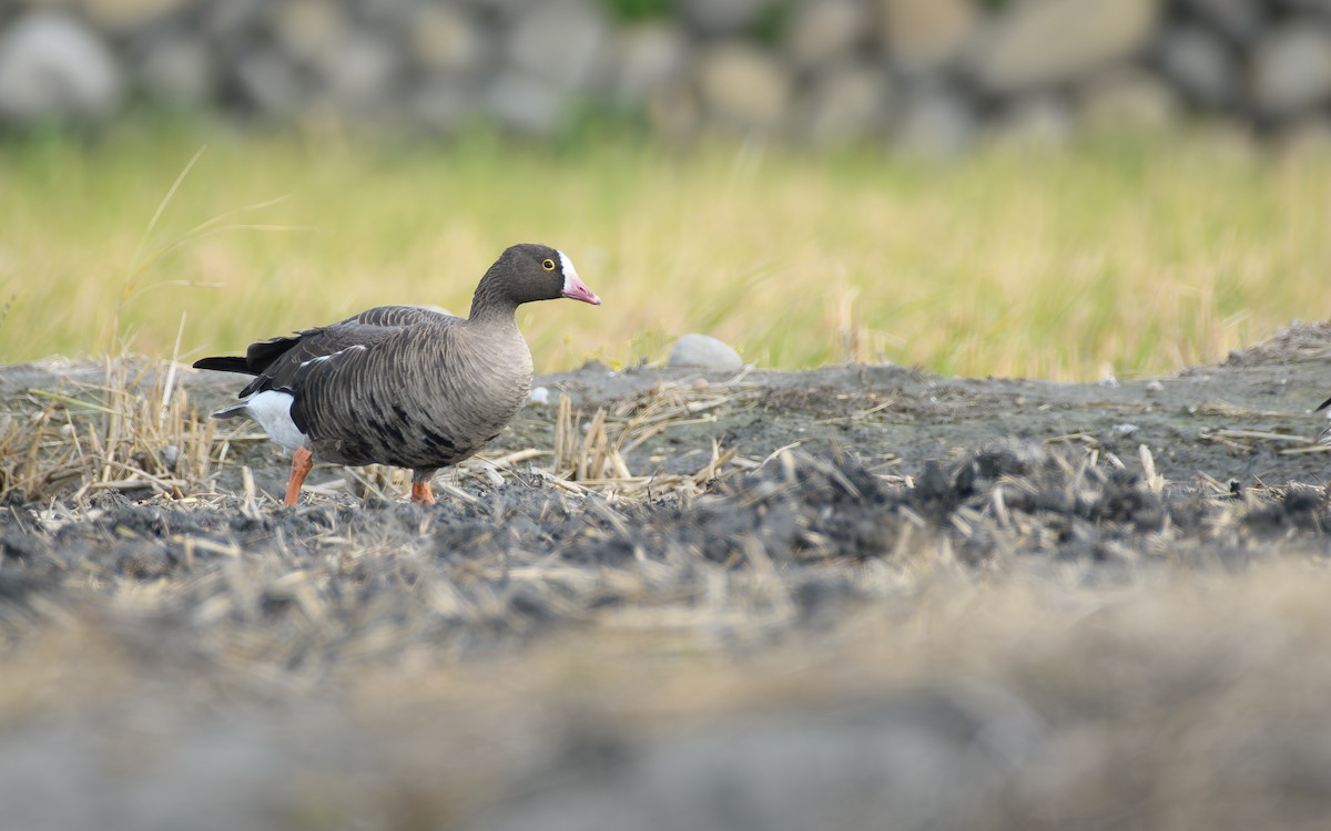 Küçük Sakarca - ML646297258