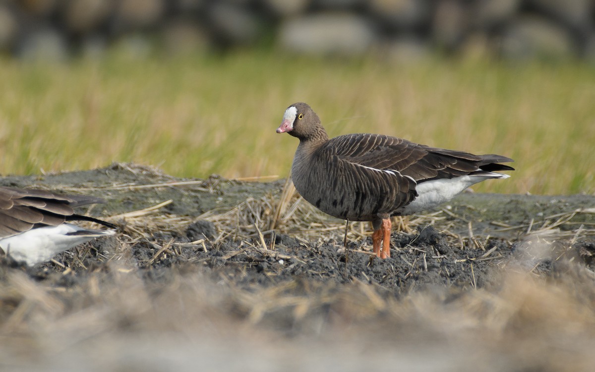 Küçük Sakarca - ML646297259