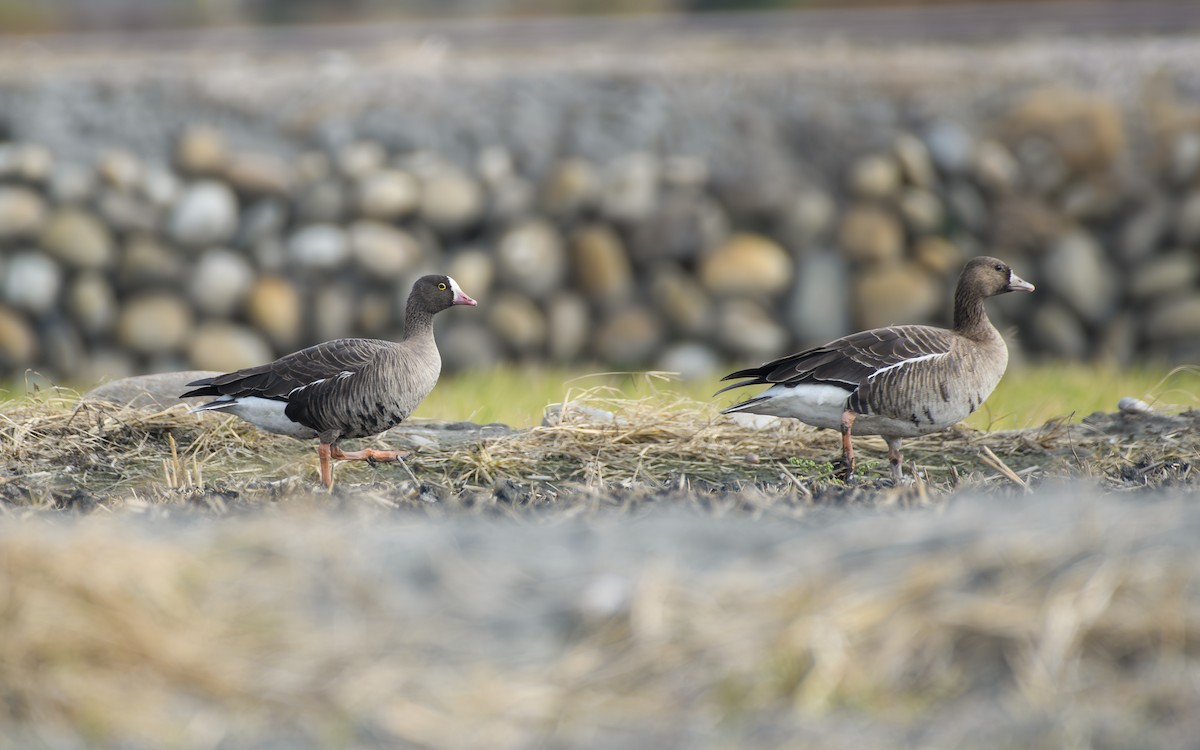 Küçük Sakarca - ML646297260