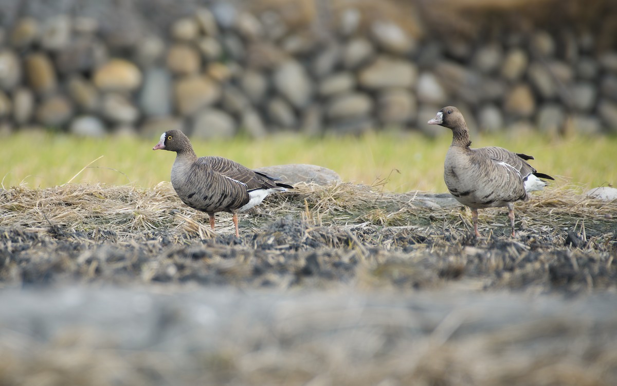 Küçük Sakarca - ML646297261