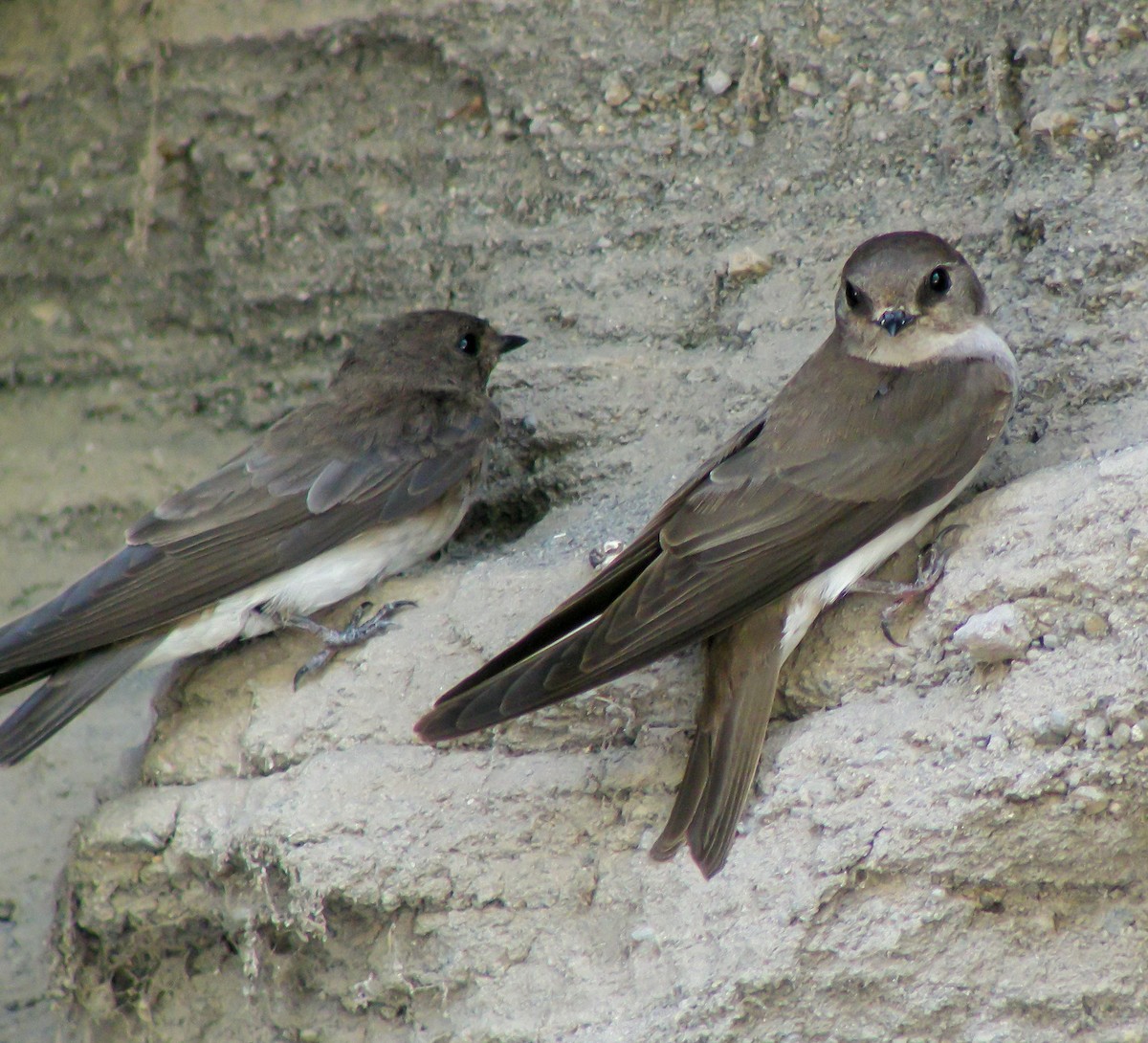 Plain Martin - ML646297262