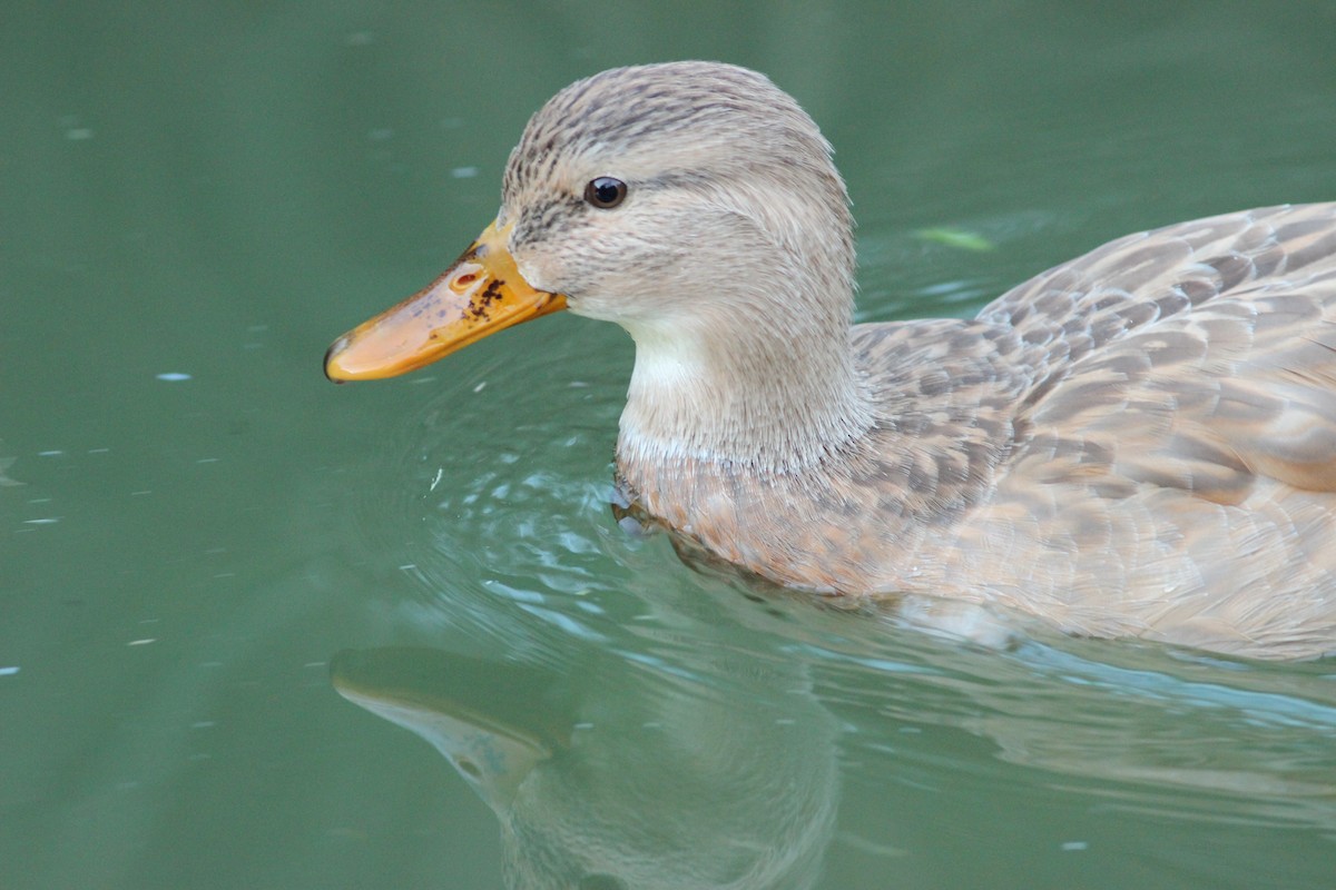 Anatra germanata - ML646297264