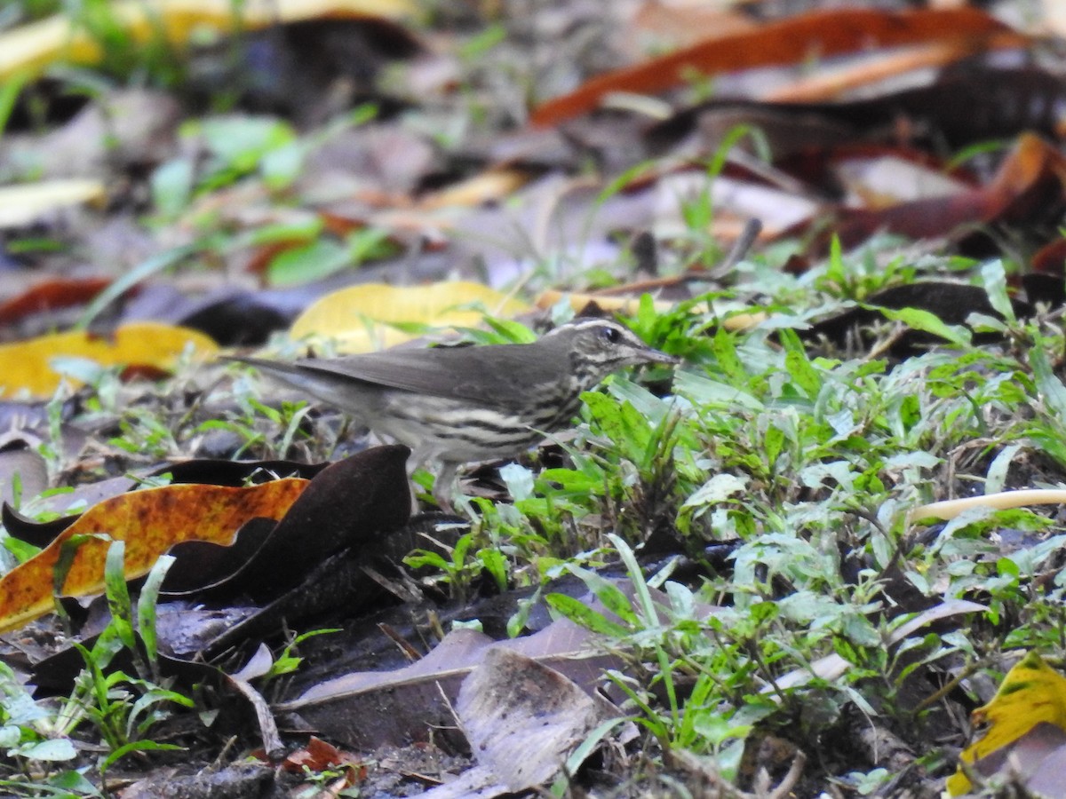 Northern Waterthrush - ML646297265