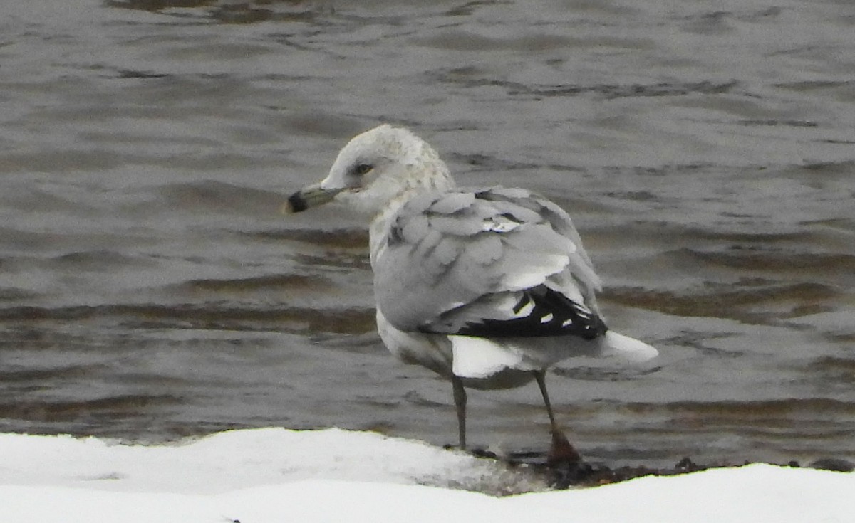 racek kroužkozobý - ML646297266