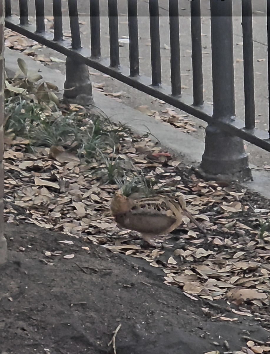 American Woodcock - ML646297267