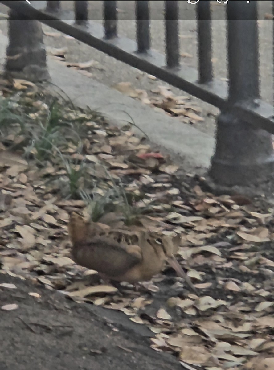 American Woodcock - ML646297268