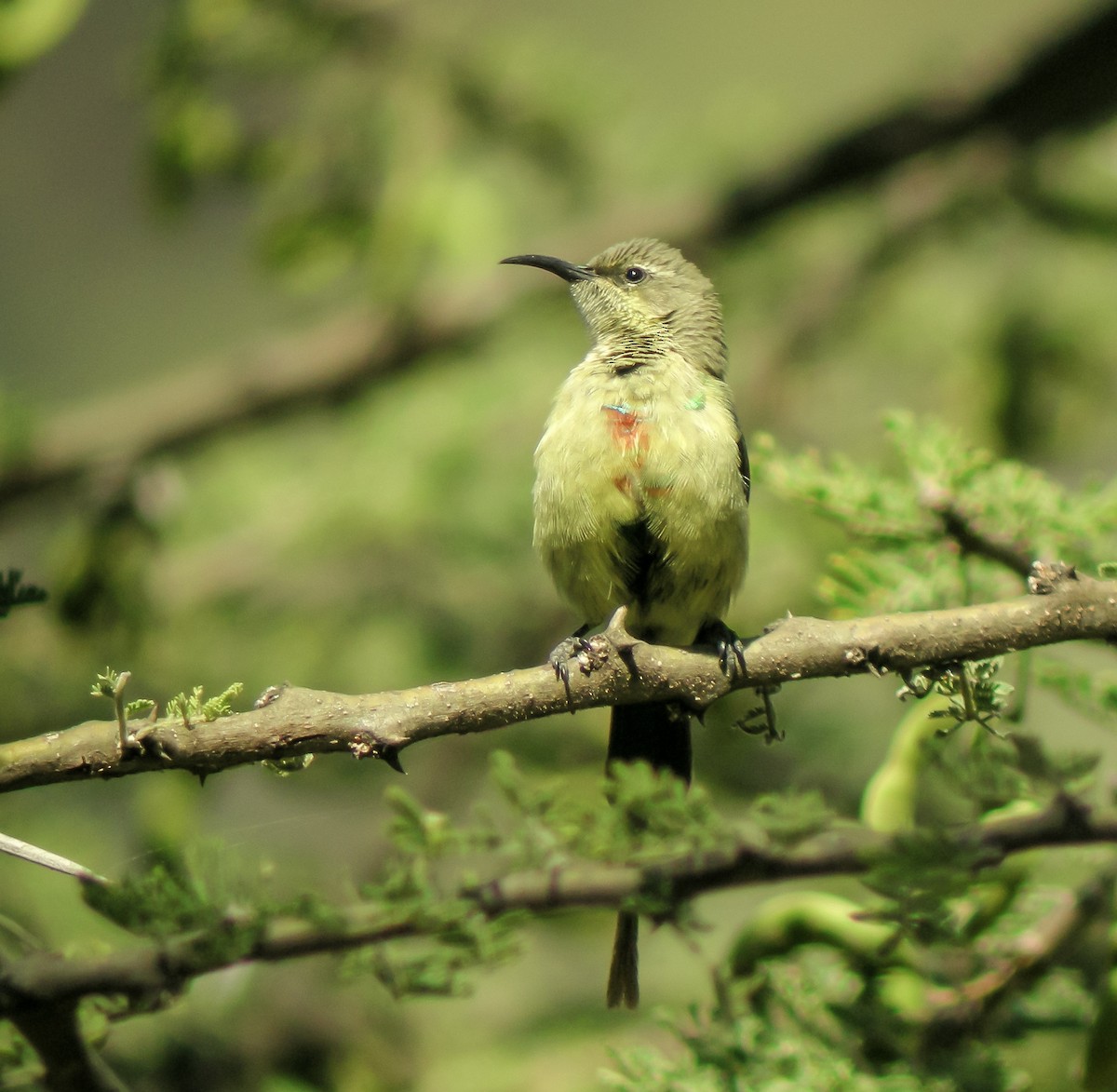 Beautiful Sunbird - ML646297269