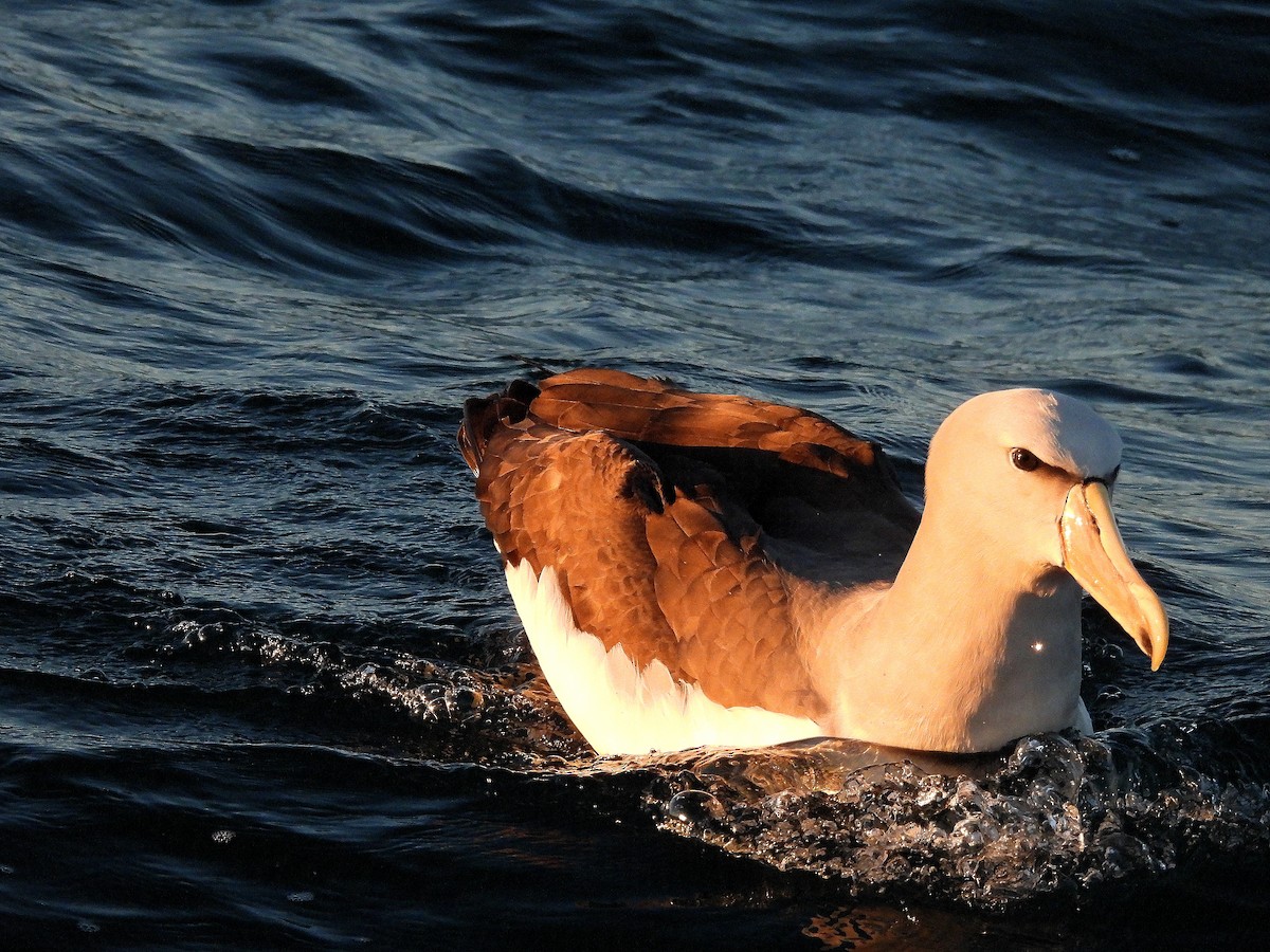 サルビンアホウドリ - ML646297270