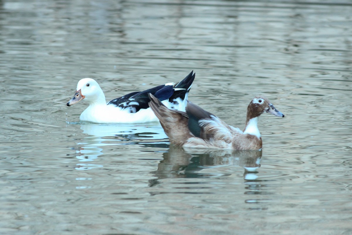 Anatra muta (domestica) - ML646297272