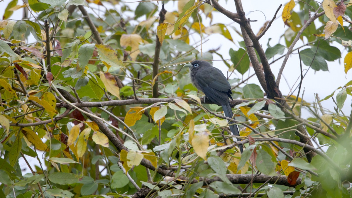 Blue-faced Malkoha - ML646297274