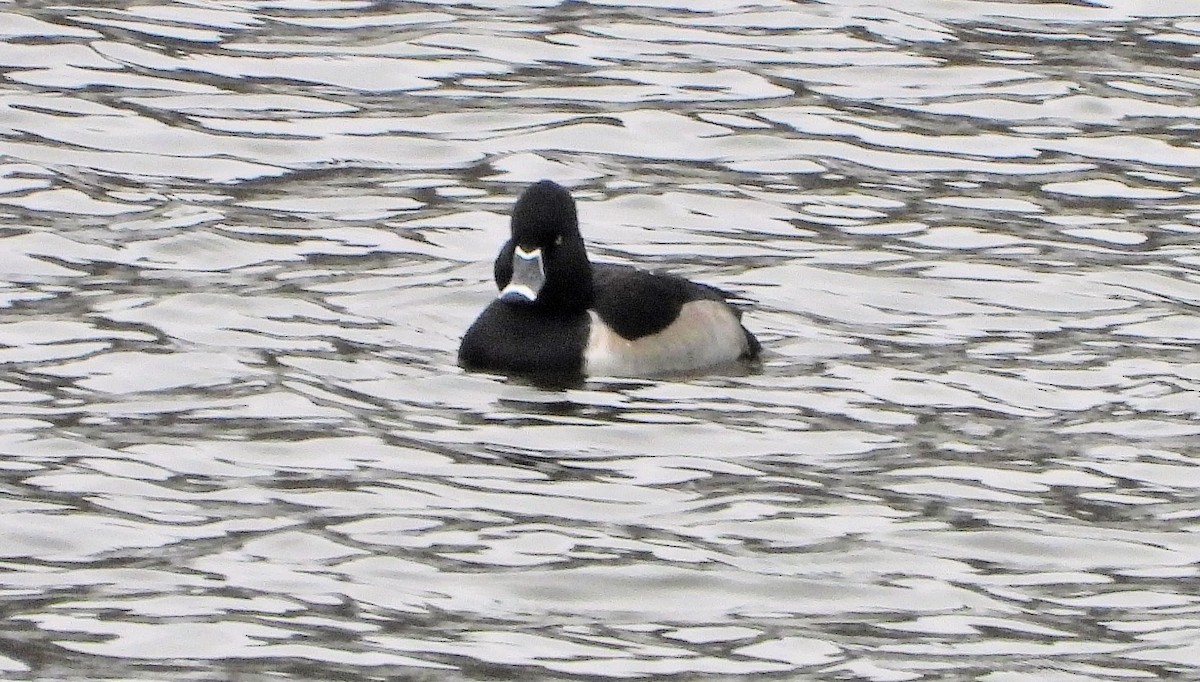 polák proužkozobý - ML646297275