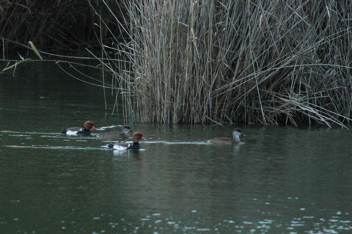 Fistione turco - ML646297277