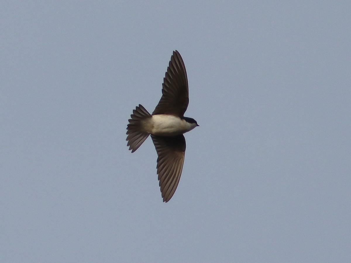 Tree Swallow - ML646297278