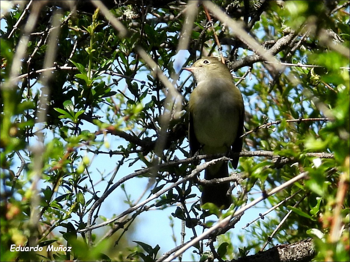 Weißkronen-Olivtyrann - ML646297280