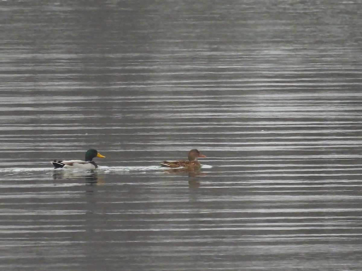 綠頭鴨 - ML646297283