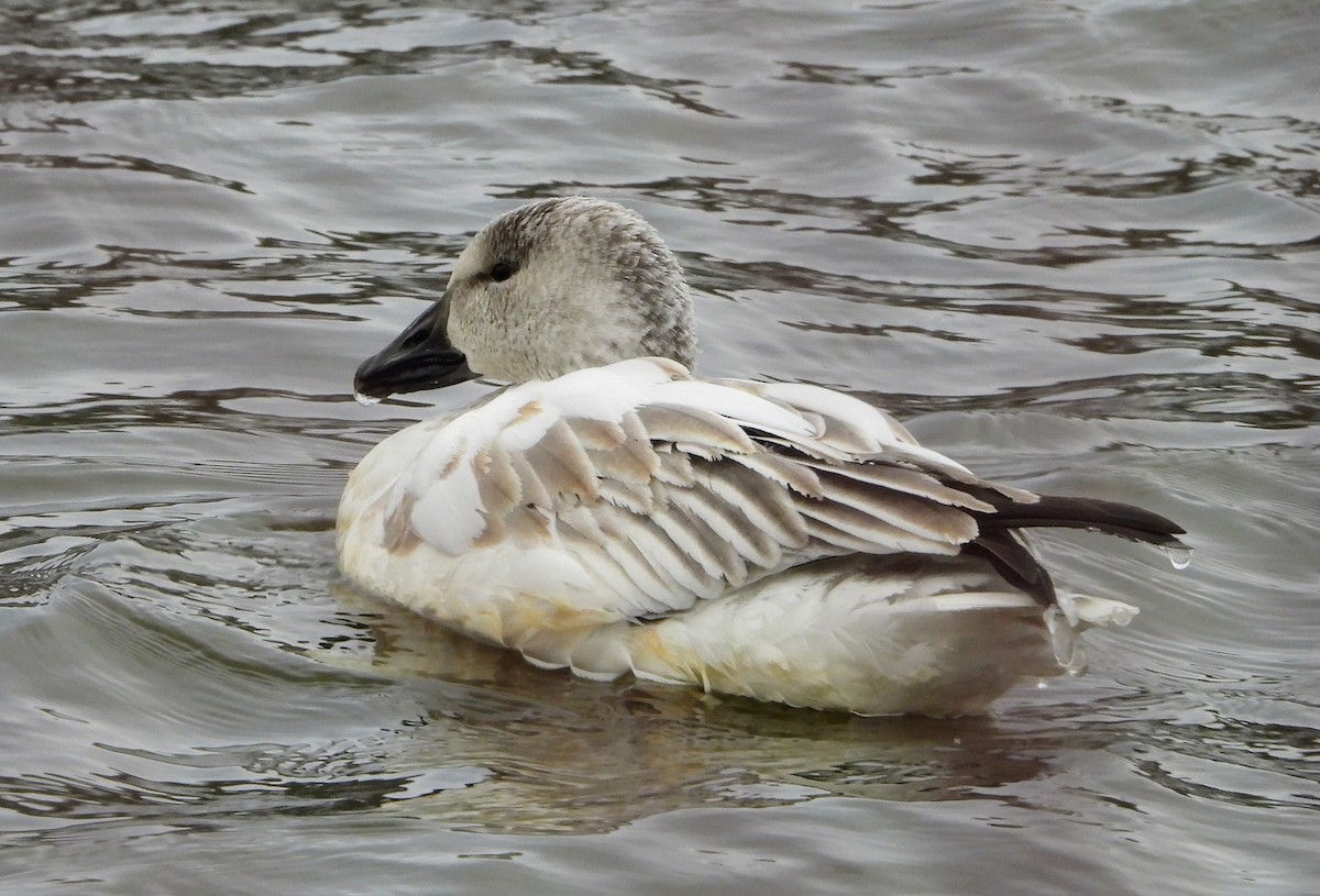 husa sněžní - ML646297285